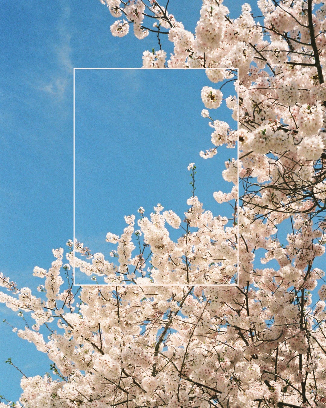 Close-up of cherry blossoms in soft spring light, blooming near the coast of Beaufort, NC.