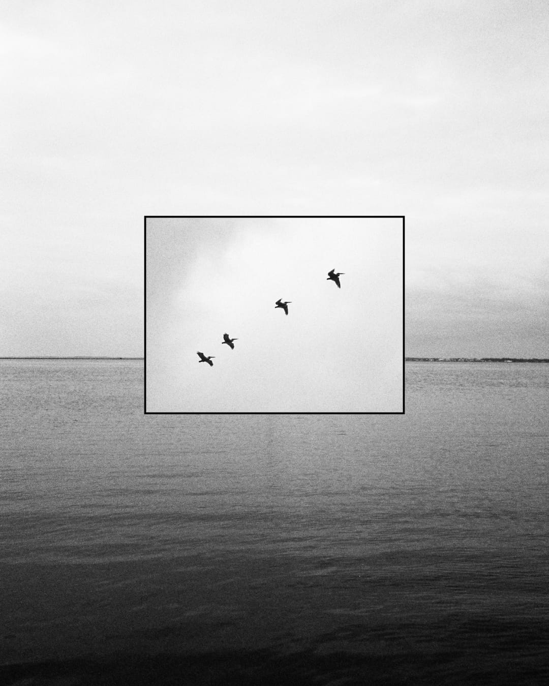 A flock of pelicans soaring above the shoreline near Emerald Isle, captured on 35mm film.
