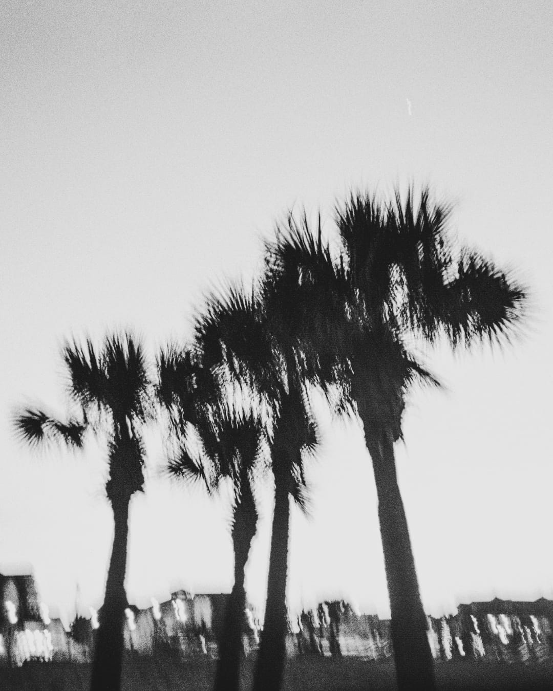 Palm trees on film in the Crystal Coast.